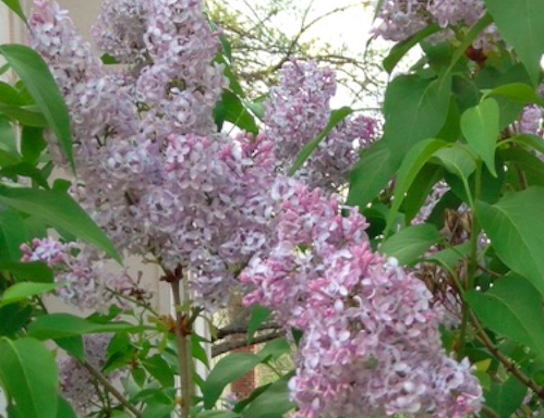 Spring Lilacs