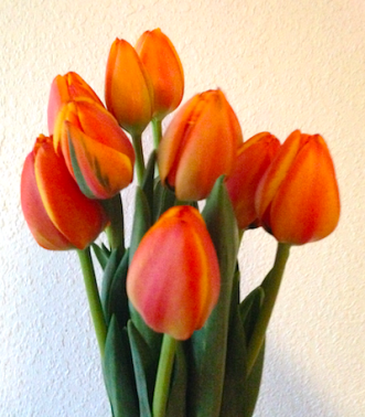 Orange Tulips