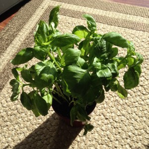 Herbis the Basil