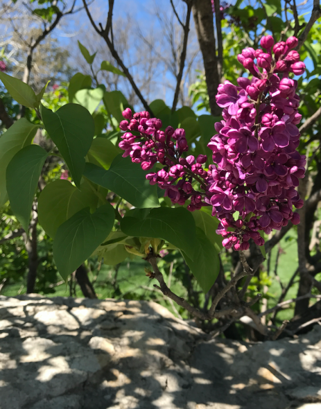 Lilacs1