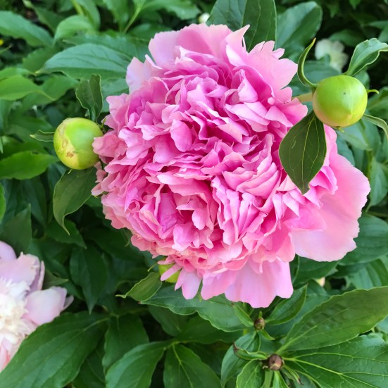 Pink Peony