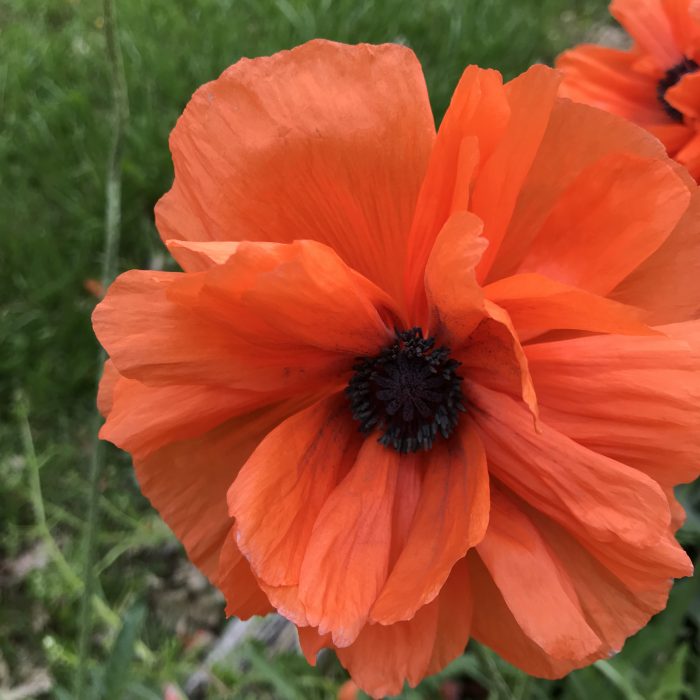 The Flower Moon in Full&nbsp;Bloom