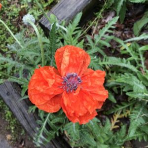 Orange Poppy 2019