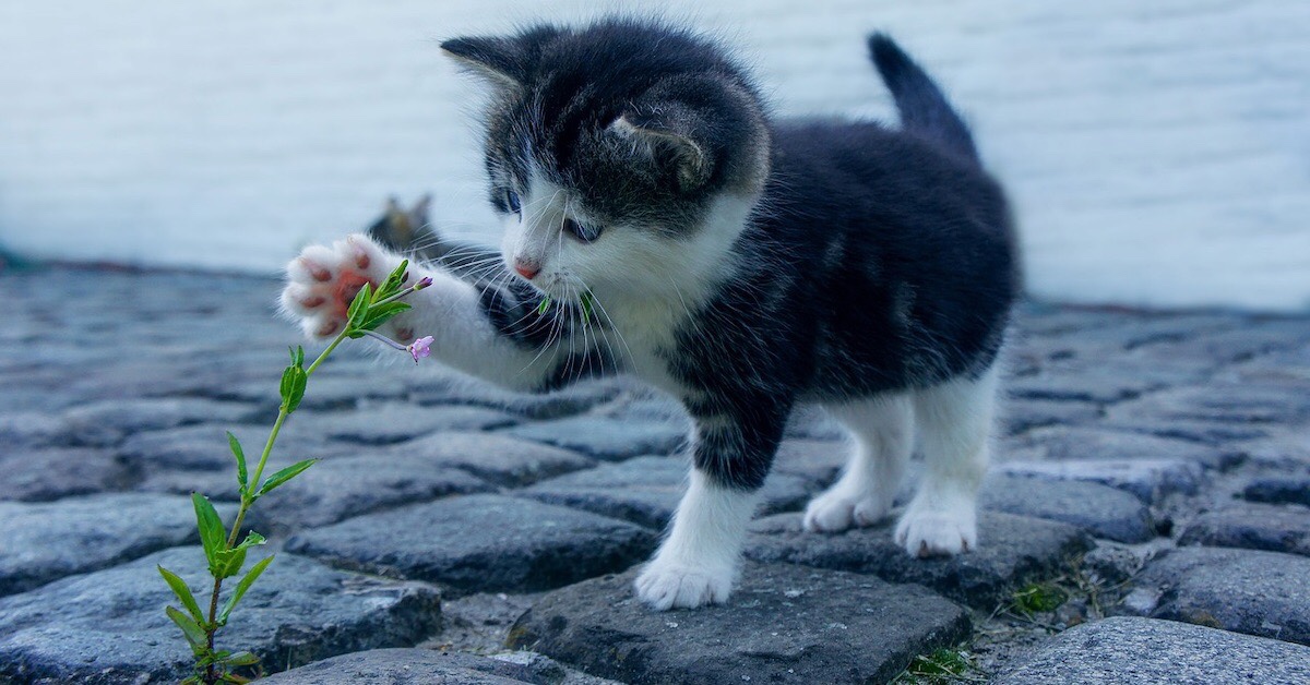 FlowerKitten3