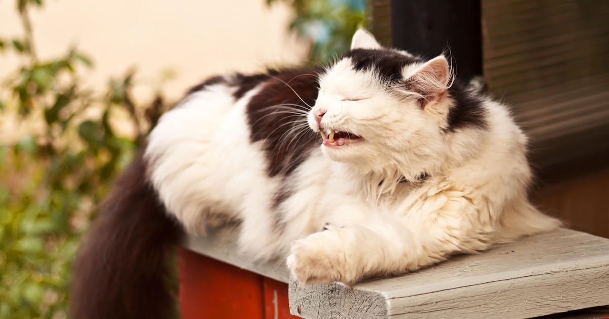 BlackAndWhite_Cat1LS