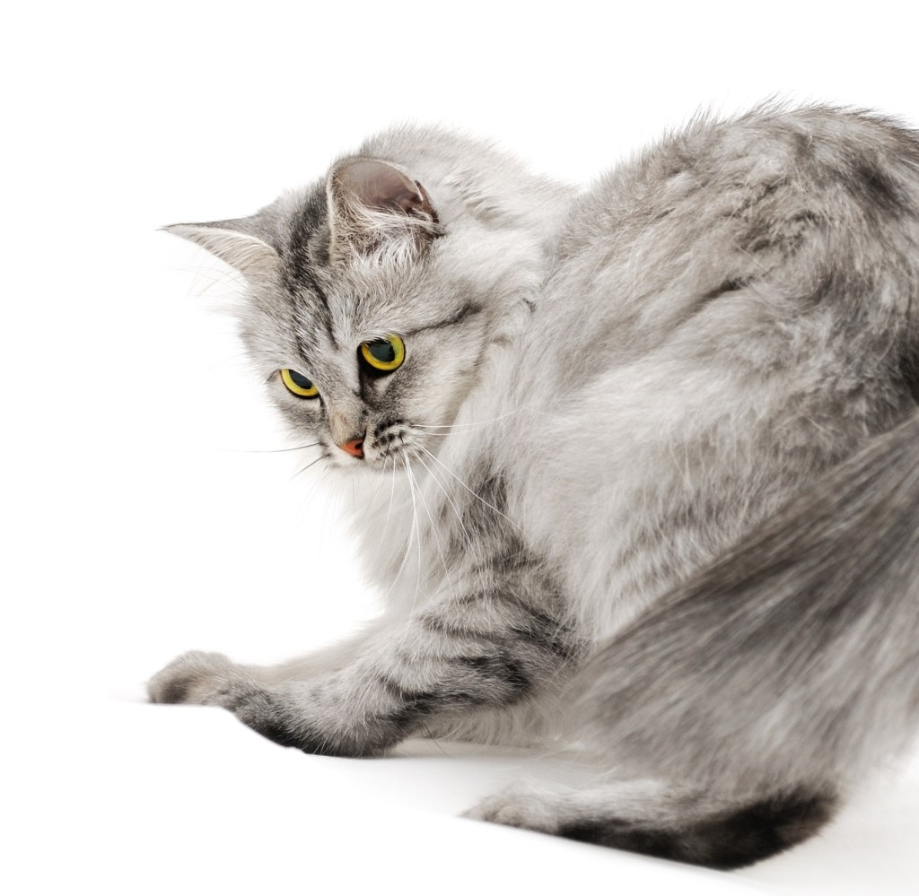 Nothing to Declare — 6 Days&nbsp;Left!